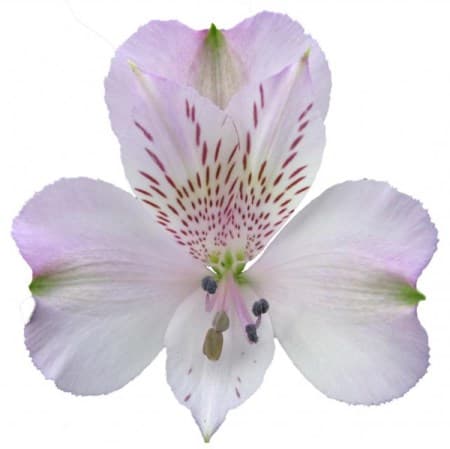 Alstro Lavender Pacific Super S.