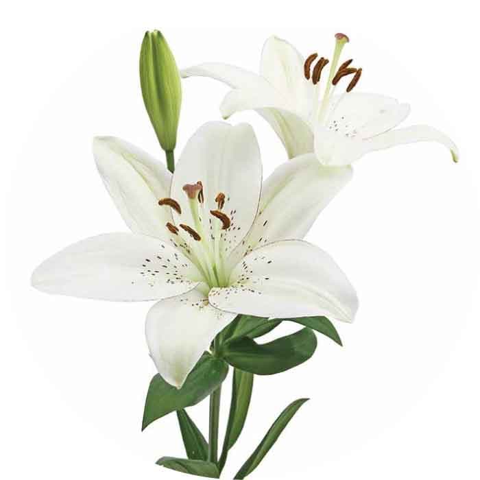 Lily Hybrid Eyeliner White 3/4