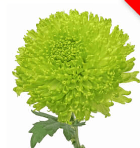 Mums Cremon Fuzzball Green