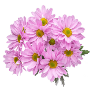 Pom Lavender Daisy Melrose