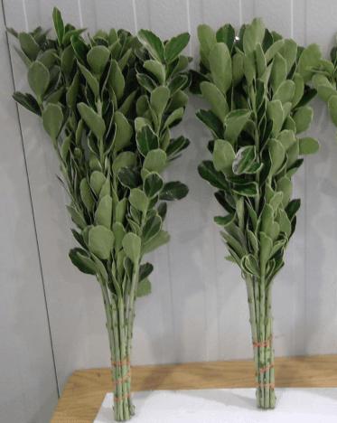 Greens Euonymus Variegated Green 55cm