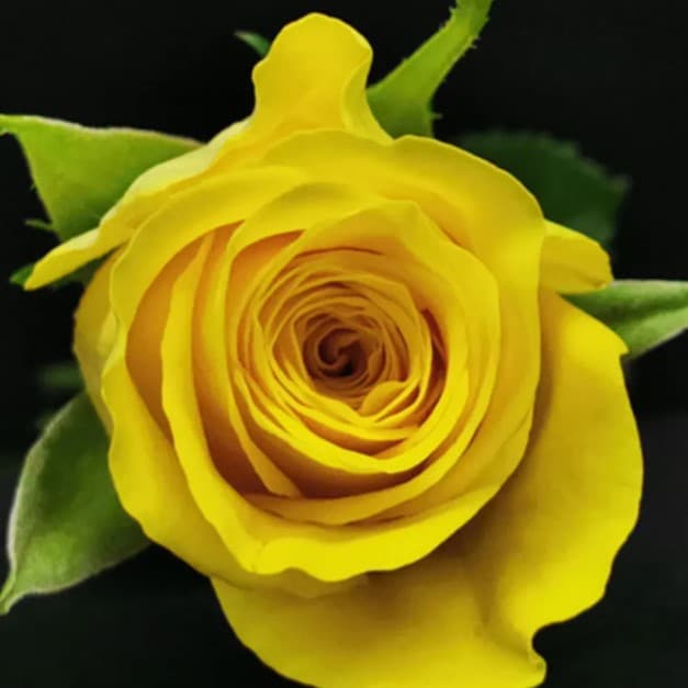 Rose Goldfinch Ecu Yellow 50cm