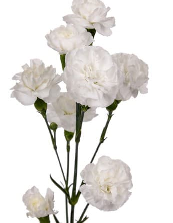 Minis Whisper White