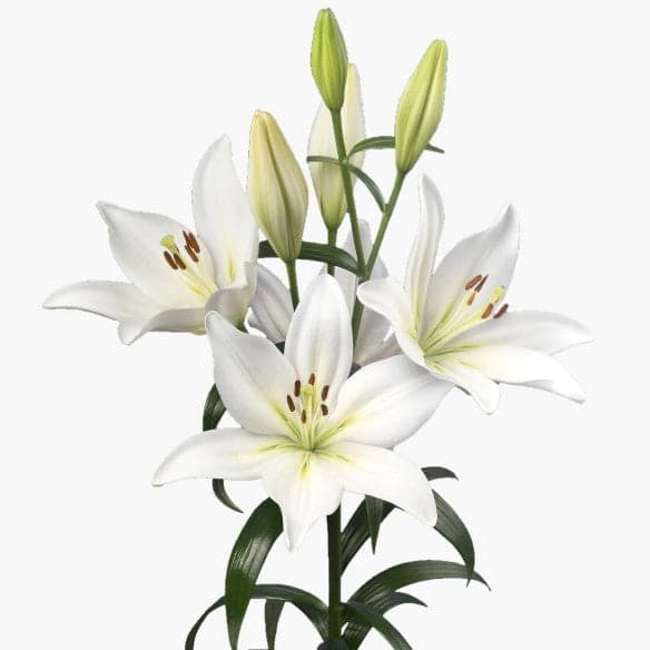 Lily Hybrid Asopus White 3/4