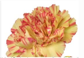 Carns Salamandra Bi-color Orange Fancy