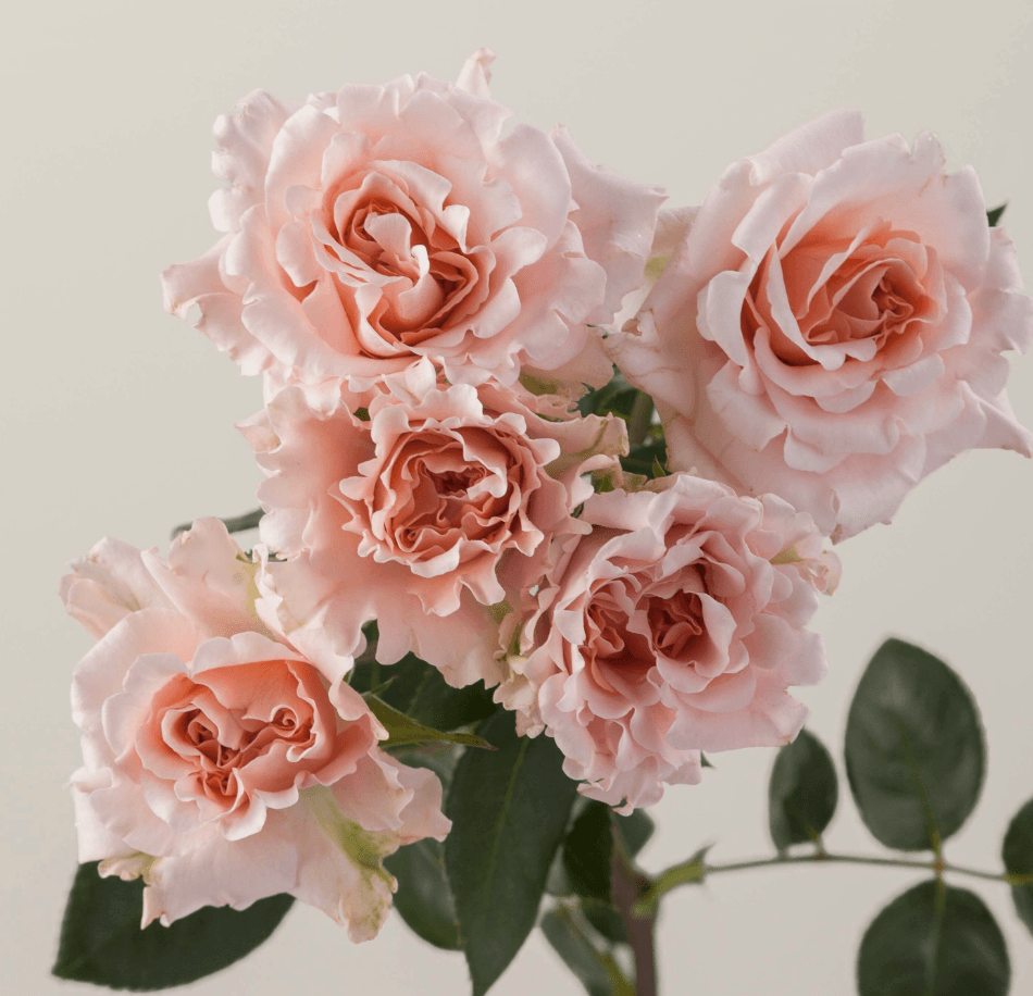 Sprays Be Loving Ecu Peach 50cm
