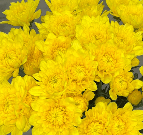 Pom Yellow Cushion Hertz