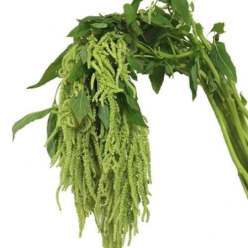 Amaranthus Spx Hanging Green 5st 50cm