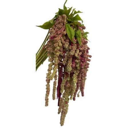 Amaranthus Spx Upright Gr/bz Bi-color 70cm