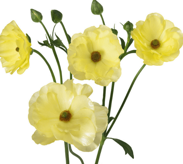 Ranunculus Spx Butterfly Yellow Helios 40/50cm