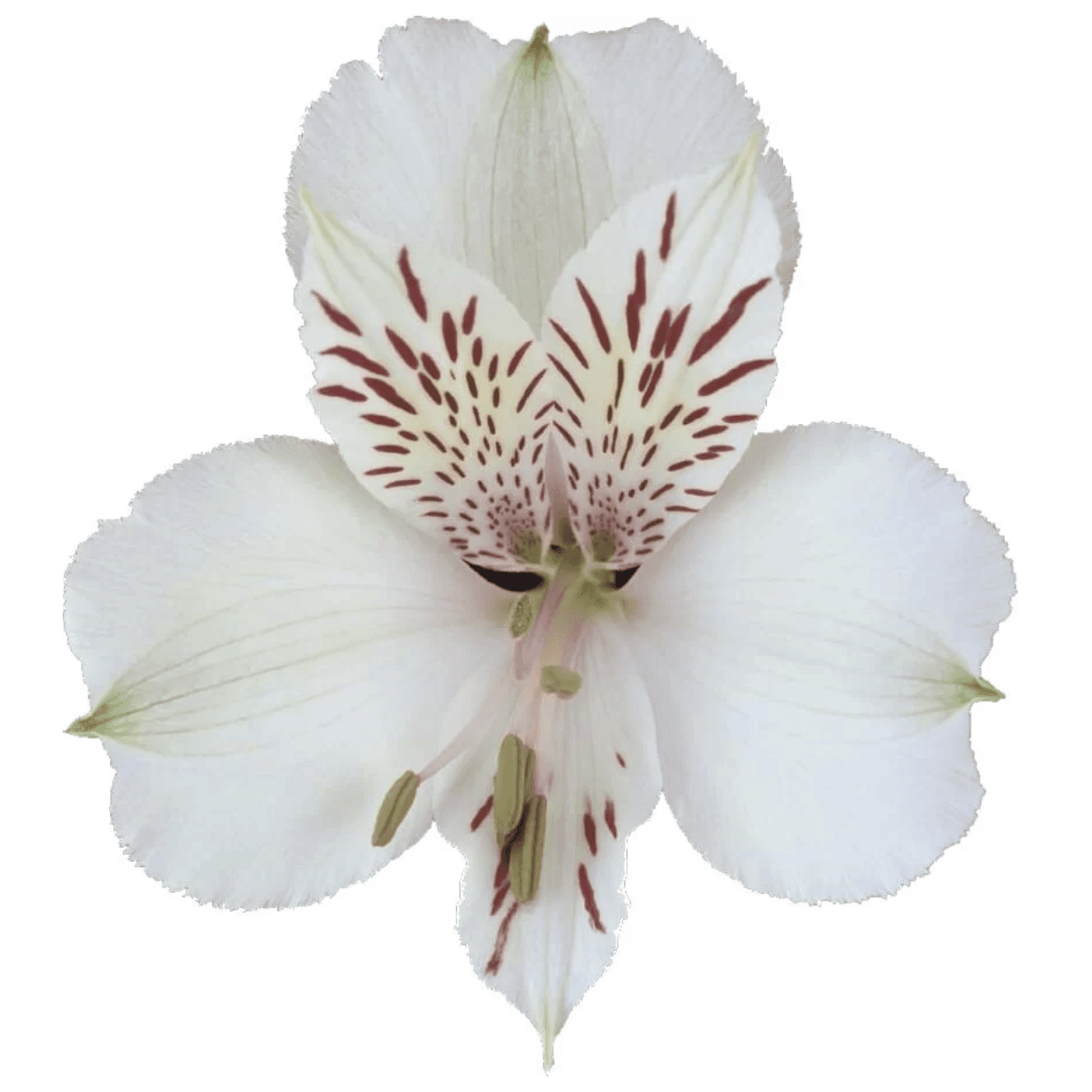 Alstro White Himalaya Super S.