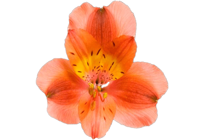 Alstro Orange Queen Super S.