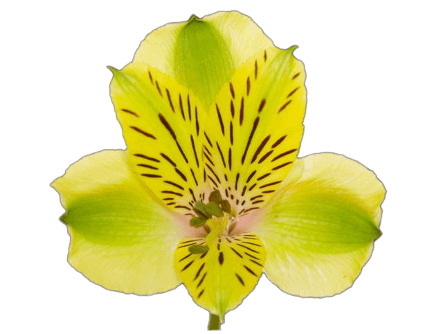 Alstro Shakira Green Fancy
