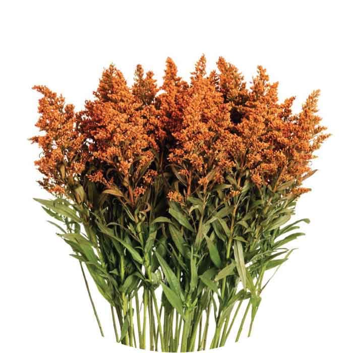 Aster Solidago Tinted Orange Select