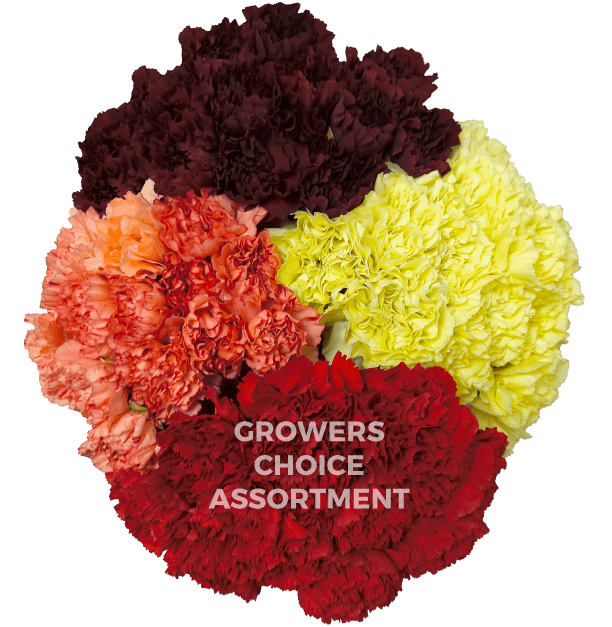 Carns Fall Pack Select