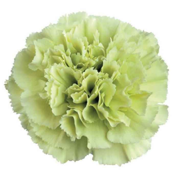 Carns Prado Mint Green Select