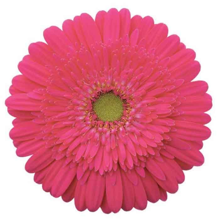 Gerbera Hot Pink 50cm