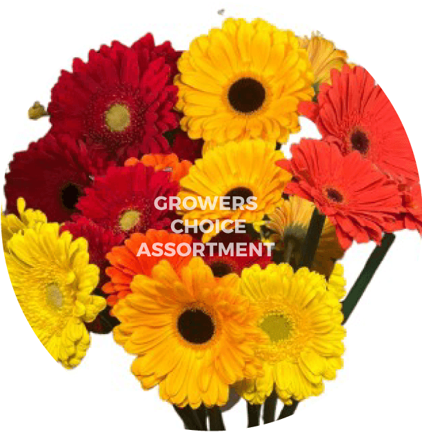 Gerbera Fall Pack 50cm