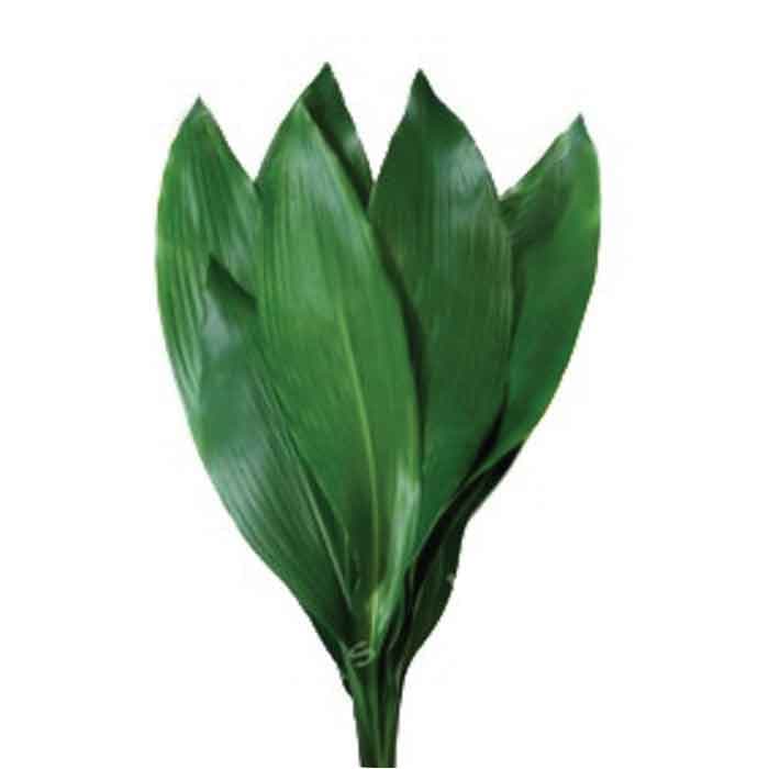 Greens Aspidistra Green