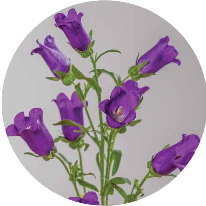 Specialty Spx Campanula Purple 10stem