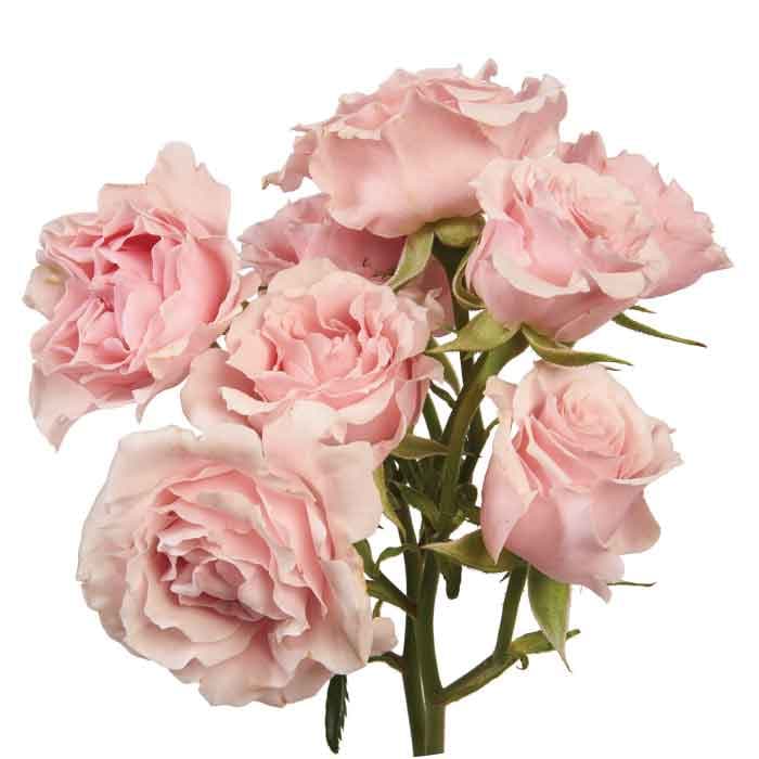 Sprays Majolika Light Pink 50cm