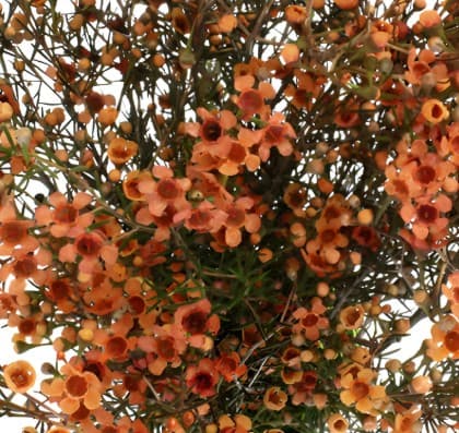 Waxflower Select Tinted Orange 55-60cm