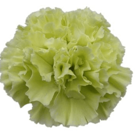Carns Voragine Green Fancy