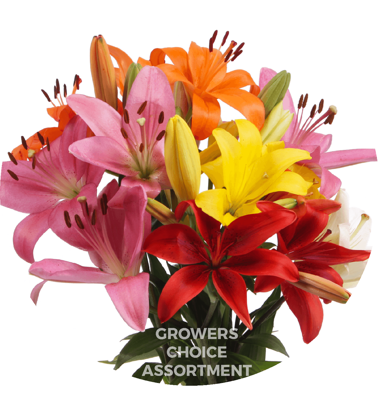 Lily Asst Hybrid 3/4