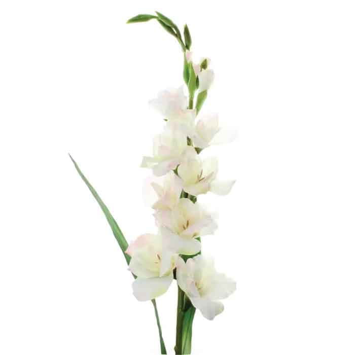 Gladiolus SPX White 100cm Mex