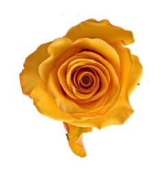 Rose Gold Tycoon Ecu Yellow 60cm
