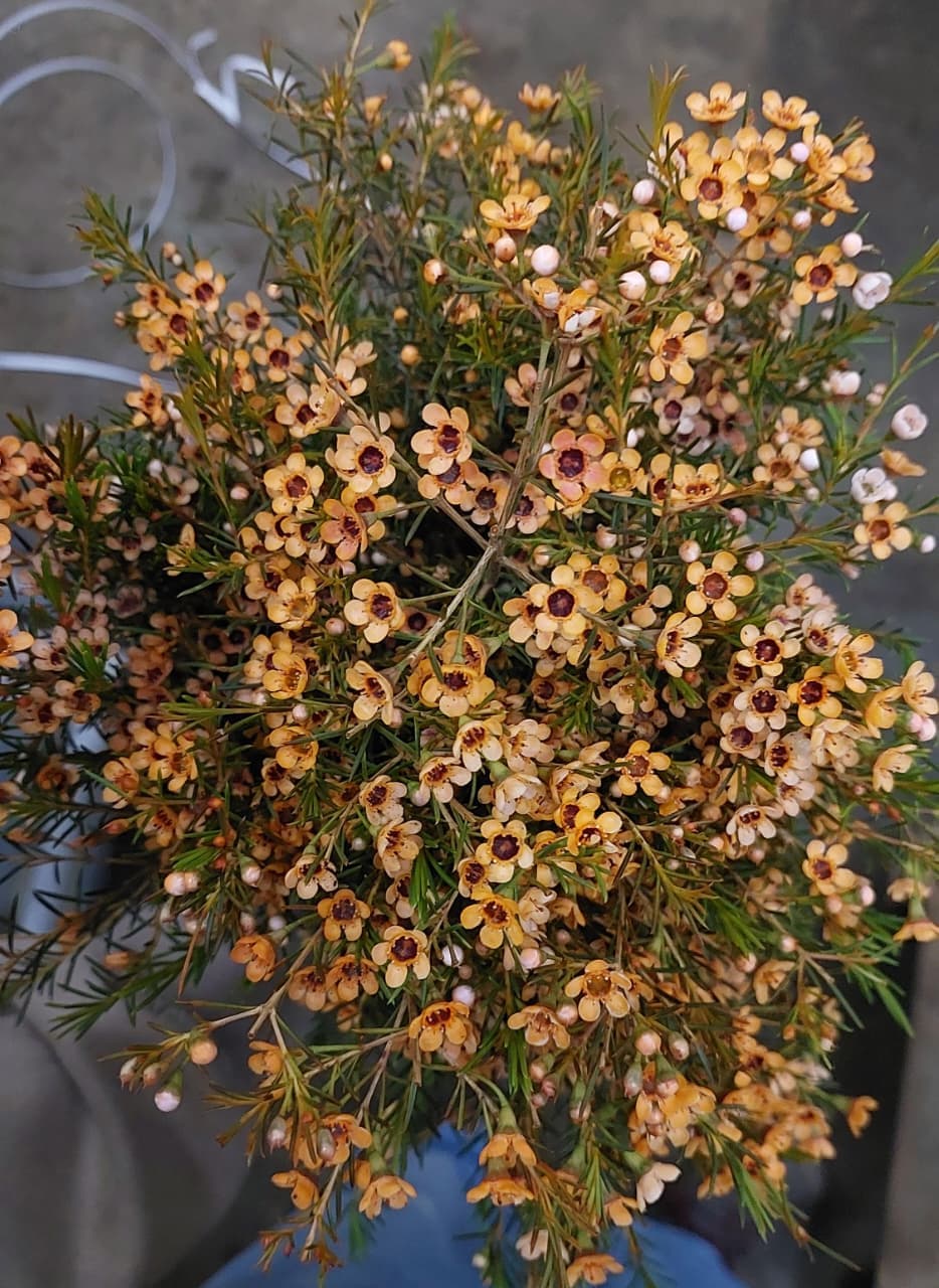 Waxflower Select Tinted Terracota 55-60cm