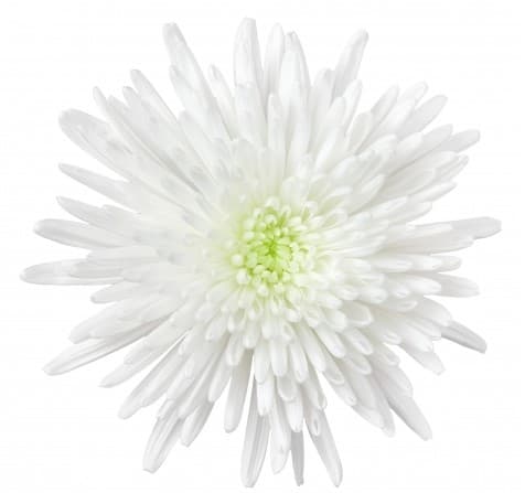 Mums Spider Topspin White