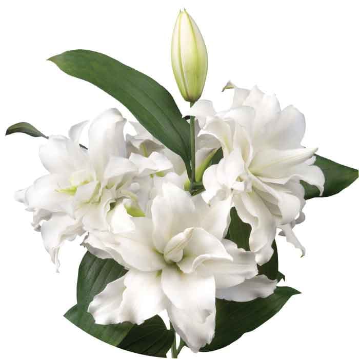 Lily Oriental Rose Lily White 2/3