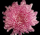 Mums Lavender Football Albatros