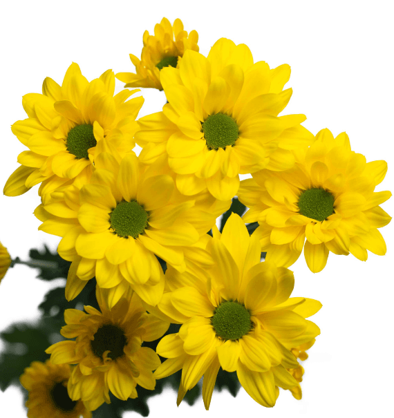 Pom Daisy Brazilian Yellow Platinum