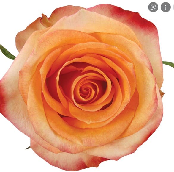 Rose Fidji Ecu Peach 50cm