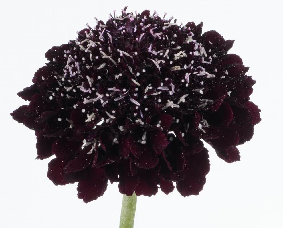 Scabiosa SPX Burgundy Blackberry Scoop 50cm