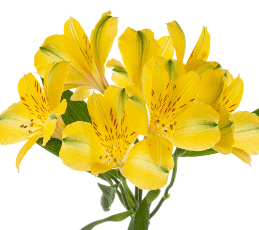 Alstro Yellow Sunny Lady Fancy