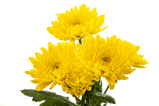Pom Cushion Bernal Yellow Platinum