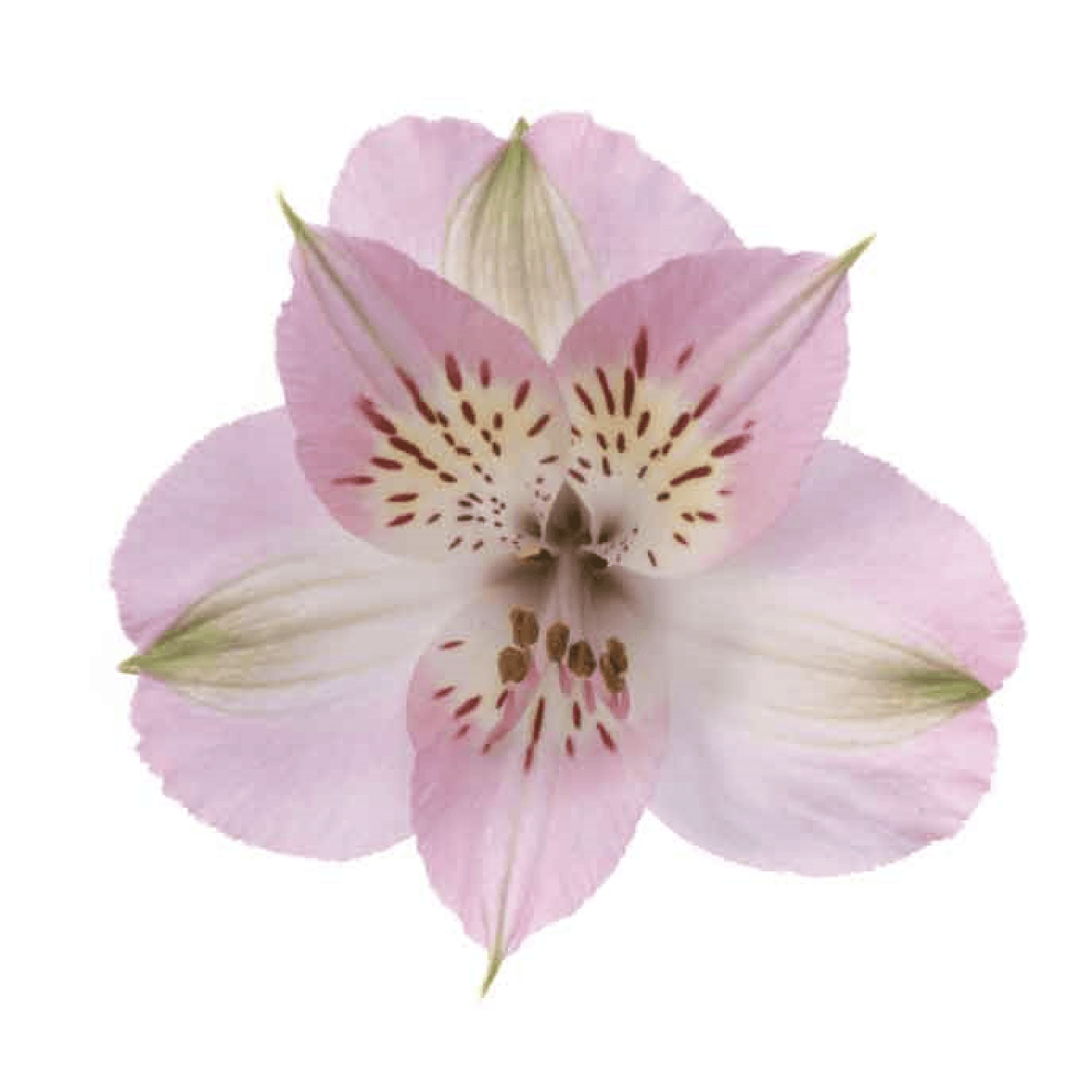 Alstro Light Pink Dubai Select