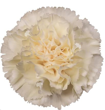 Carns Halo Cream Fancy