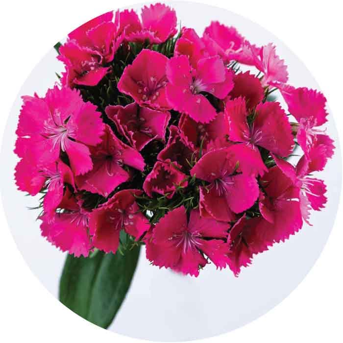 Dianthus SPX Amazon Hot Pink 60cm