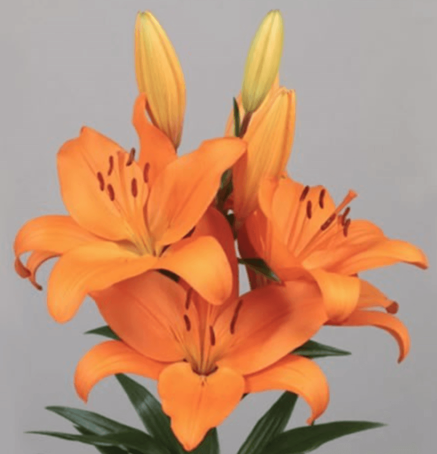 Lily Orange Caesars Palace 3/4