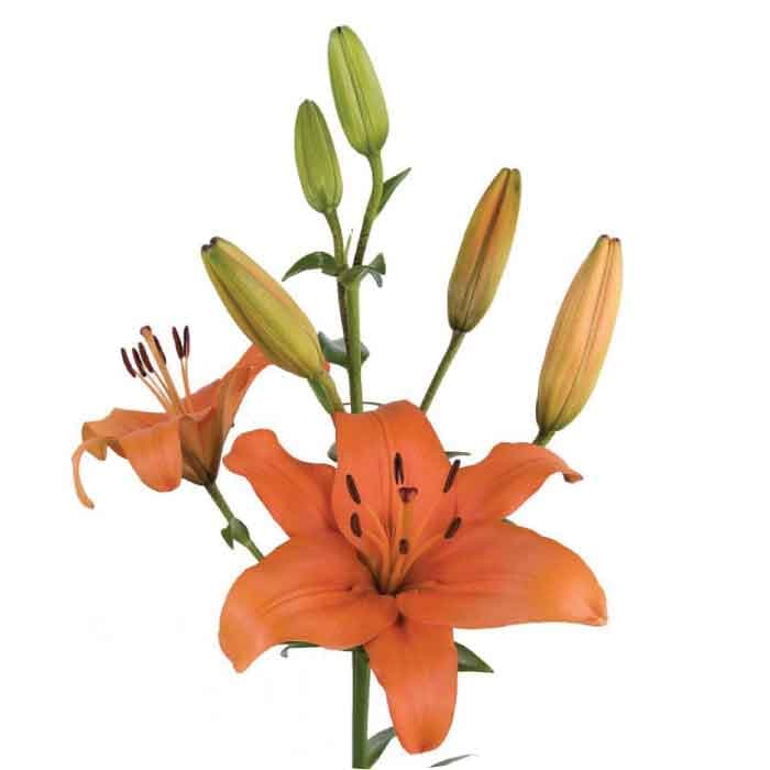 Lily Hybrid Brunello Ecu Orange 3/4