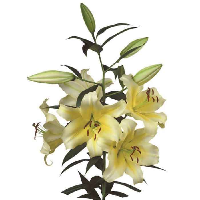 Lily Oriental Concador Ecu Yellow 3/4