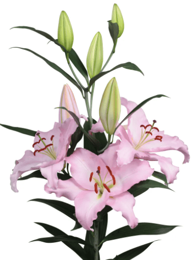 Lily Oriental Rubiano Pink 3/4