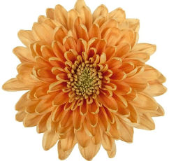 Mums Bronze Cremon Rossano Orange