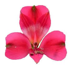 Alstro Hot Pink Secret Select