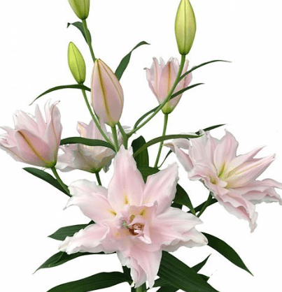 Lily Oriental Double Amistad Light Pink 3/4