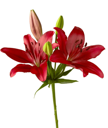 Lily Hybrid Poker Face Ecu Red 2/3